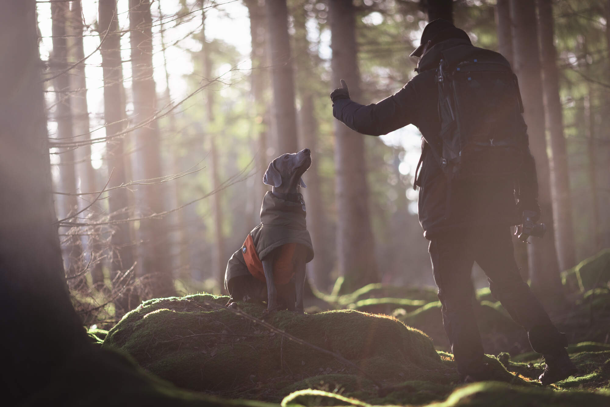gegenwind-dog-photography-holiday-weimaraner-sweden-winter-jacket_17.avif