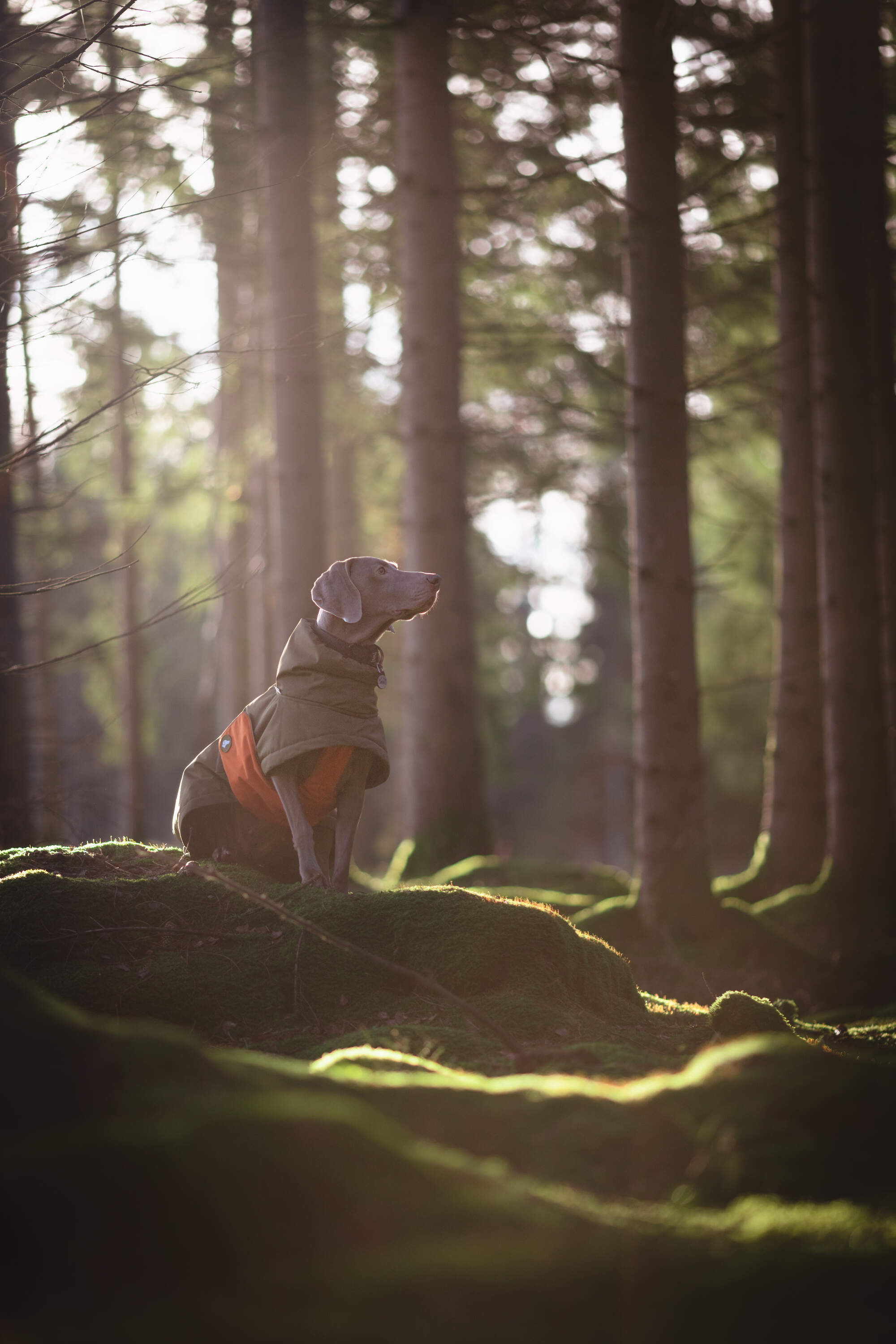 gegenwind-dog-photography-holiday-weimaraner-sweden-winter-jacket_18.avif