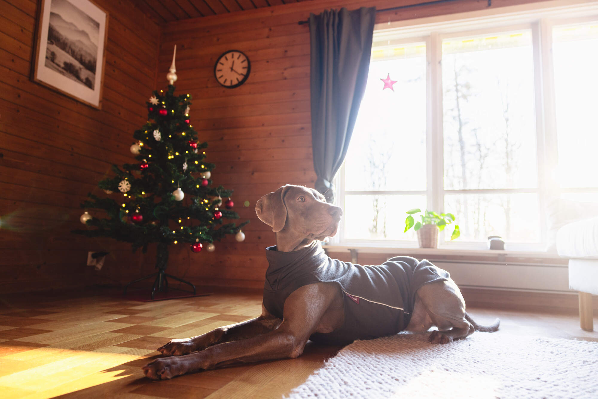 gegenwind-dog-photography-holiday-weimaraner-sweden-winter-jacket_19.avif