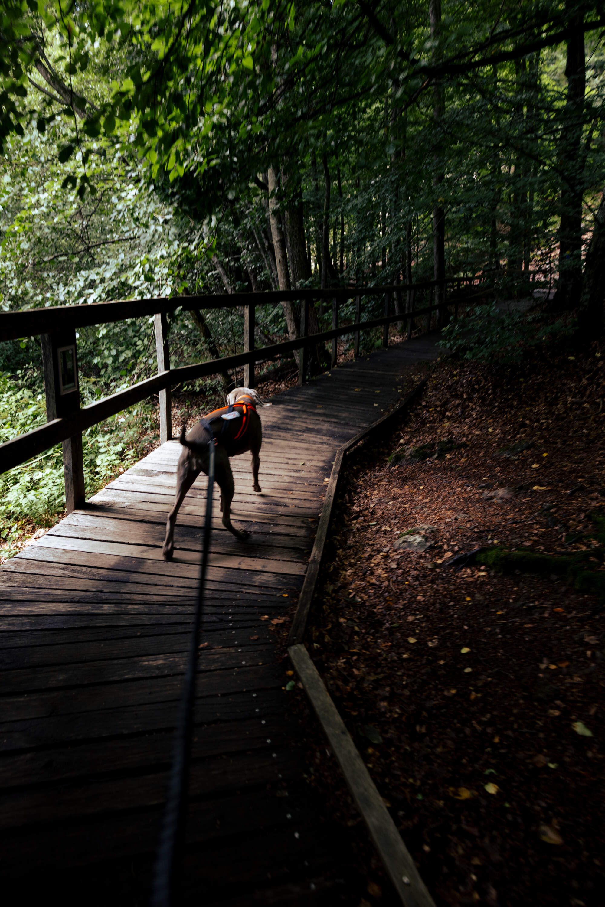 hiking-fantasy-forest-soederaasen-national-park-sweden