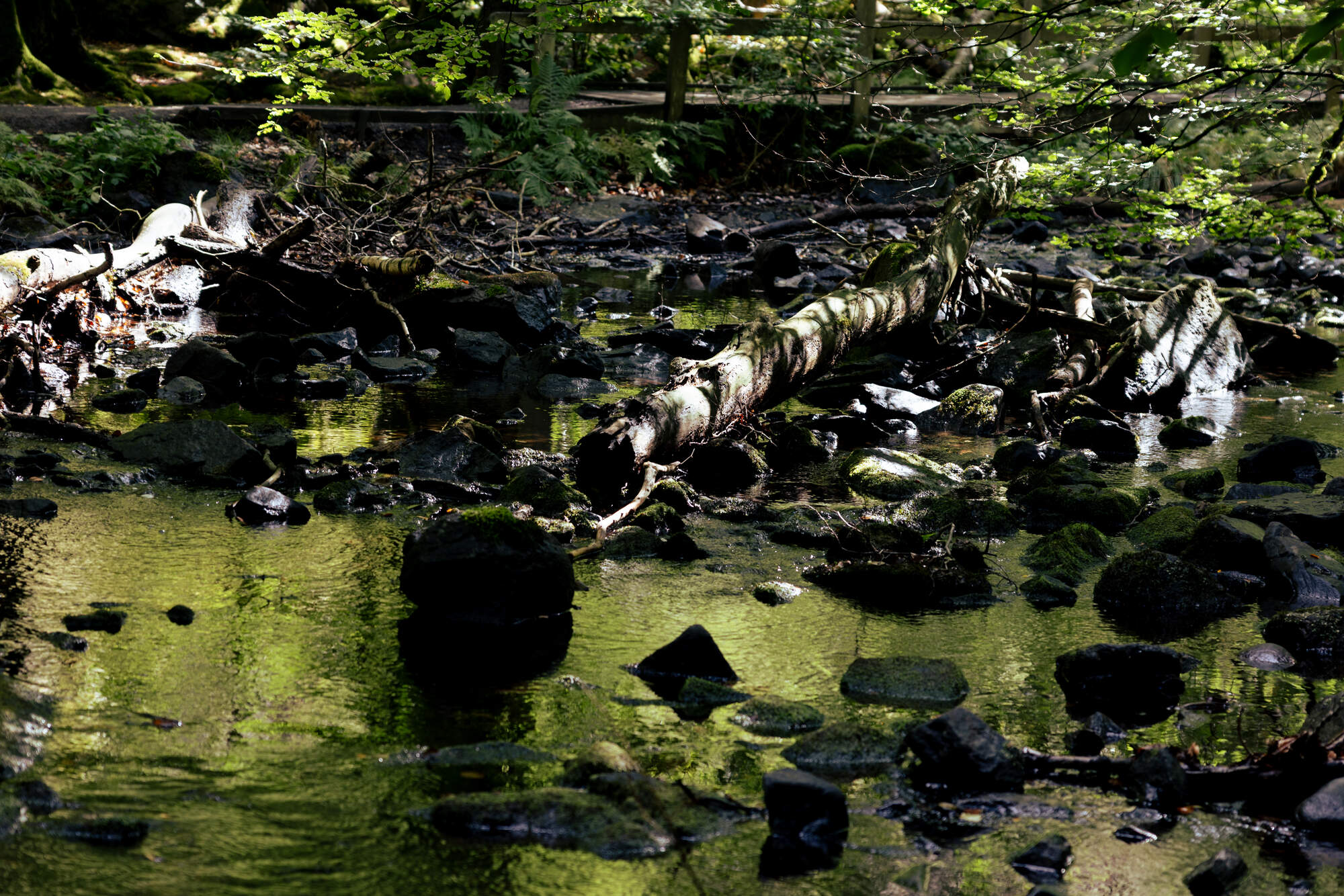 hiking-fantasy-forest-soederaasen-national-park-sweden