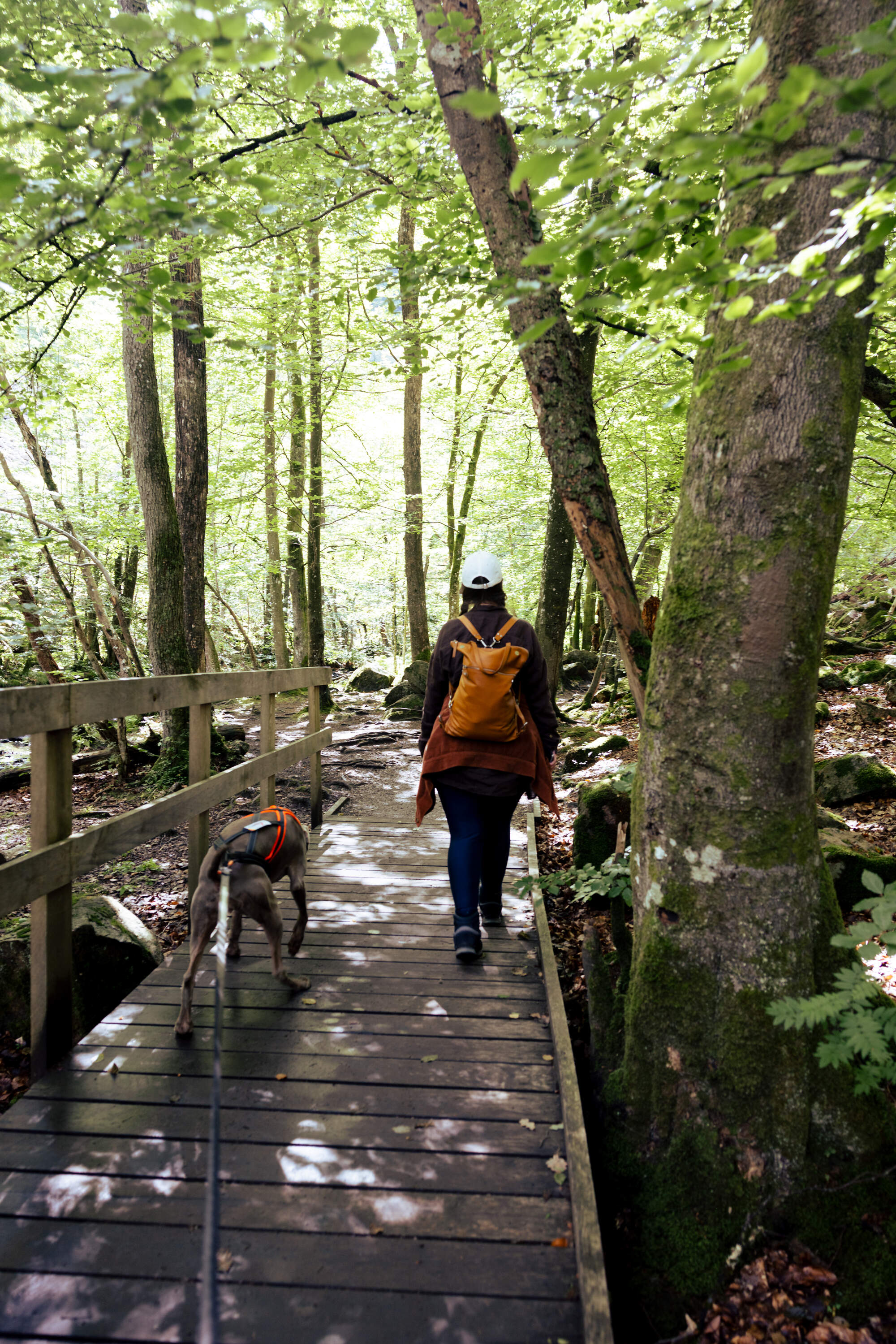 hiking-fantasy-forest-soederaasen-national-park-sweden