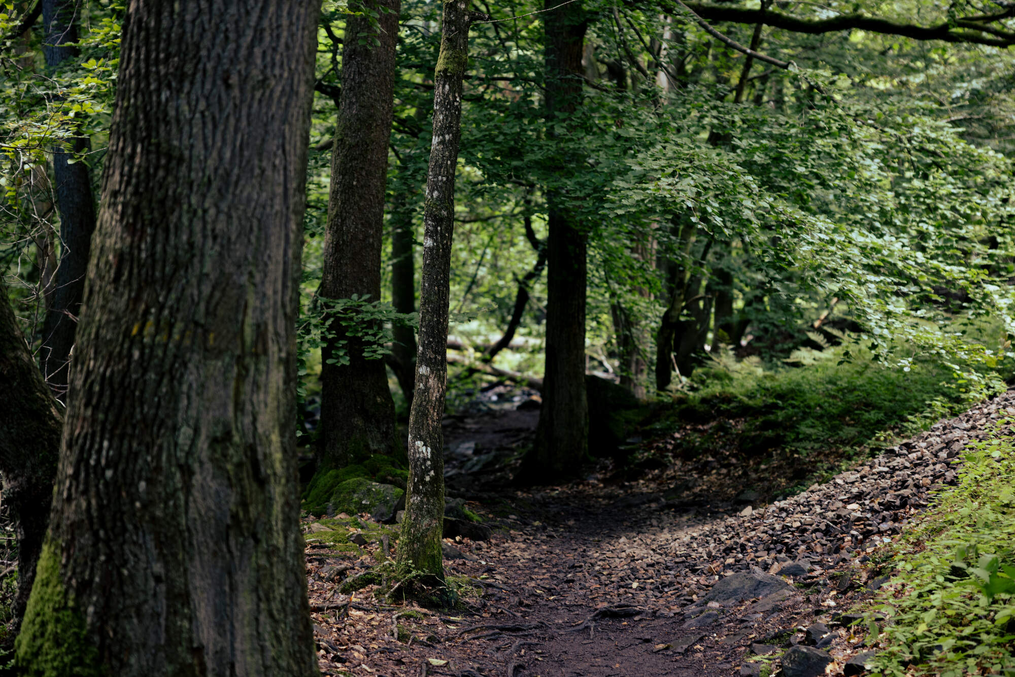 hiking-fantasy-forest-soederaasen-national-park-sweden