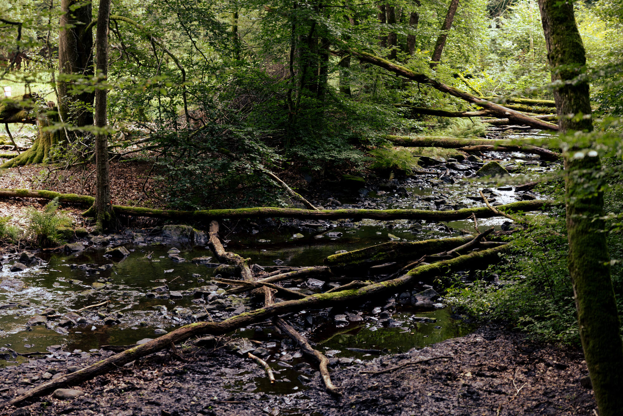 hiking-fantasy-forest-soederaasen-national-park-sweden