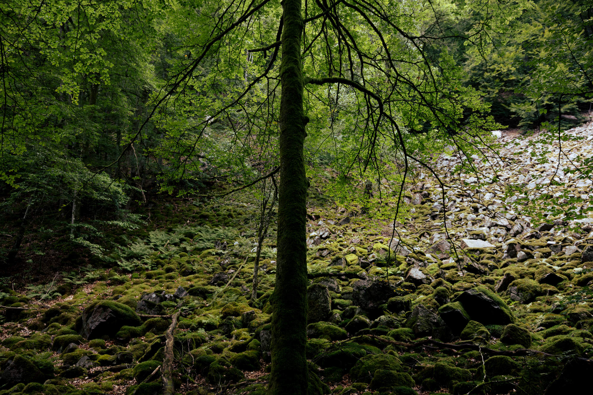 hiking-fantasy-forest-soederaasen-national-park-sweden