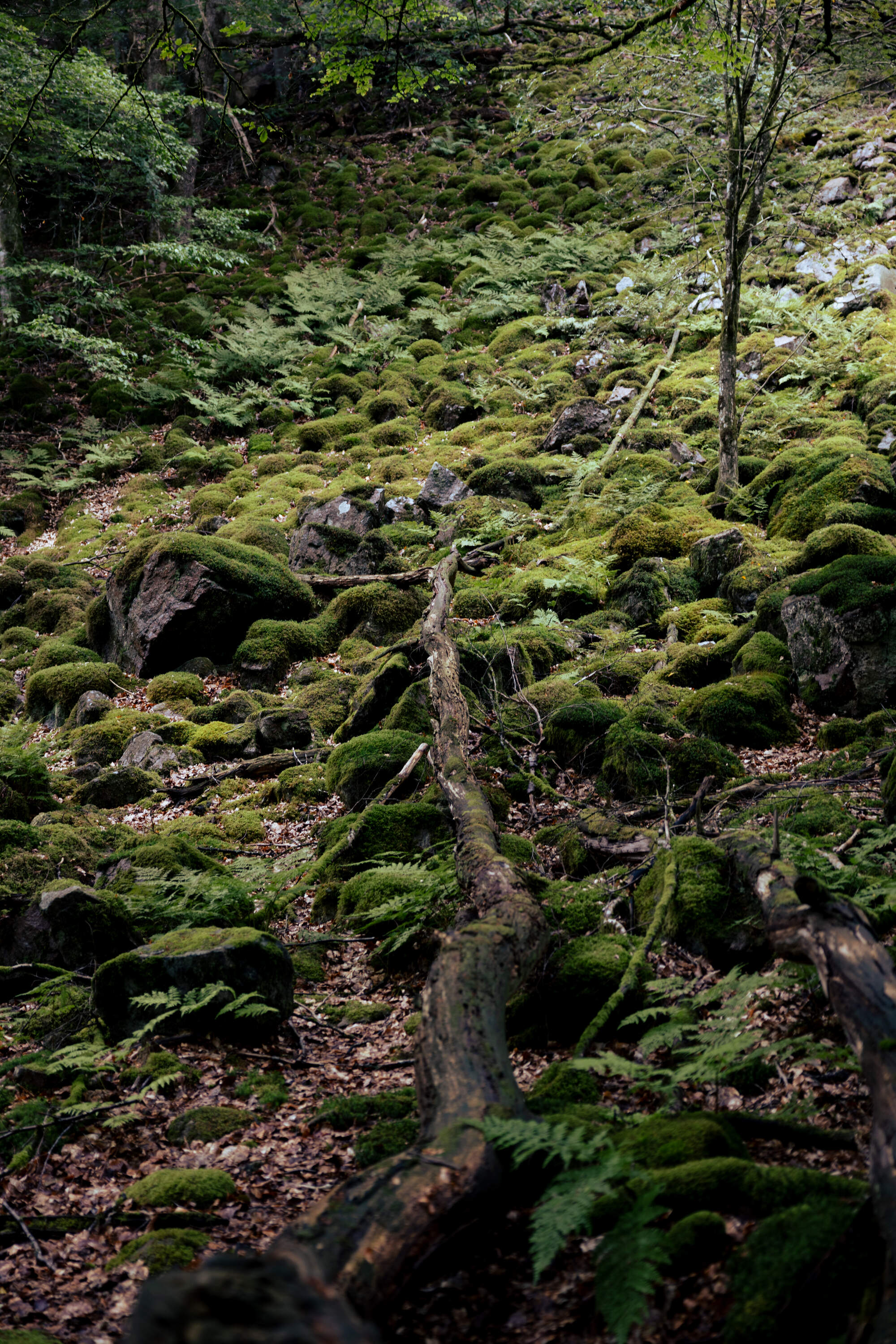 hiking-fantasy-forest-soederaasen-national-park-sweden