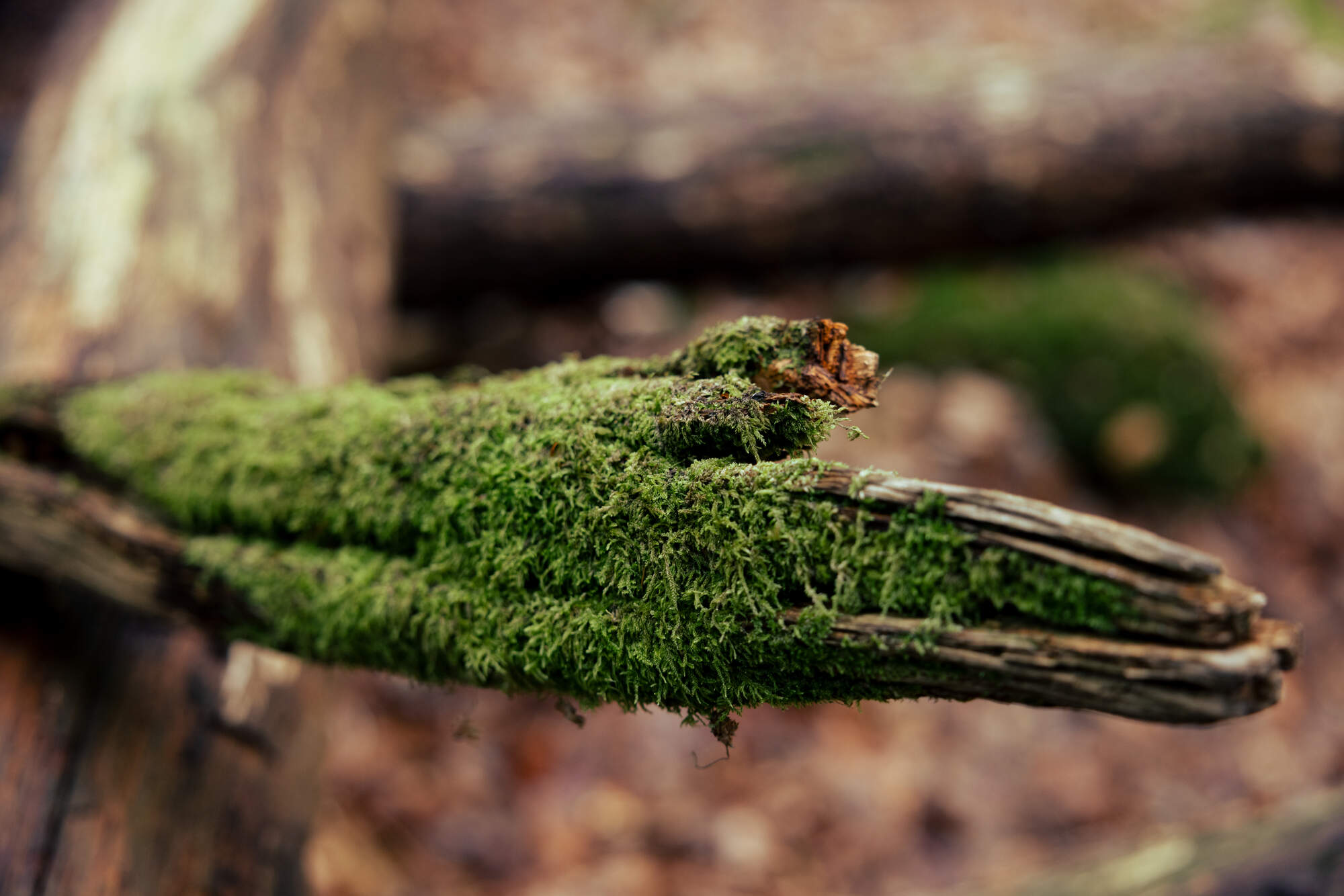 hiking-fantasy-forest-soederaasen-national-park-sweden