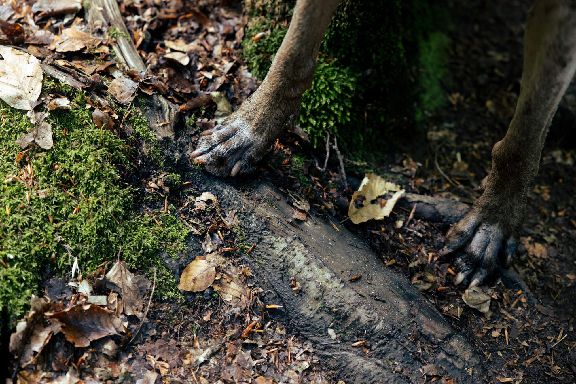 hiking-fantasy-forest-soederaasen-national-park-sweden
