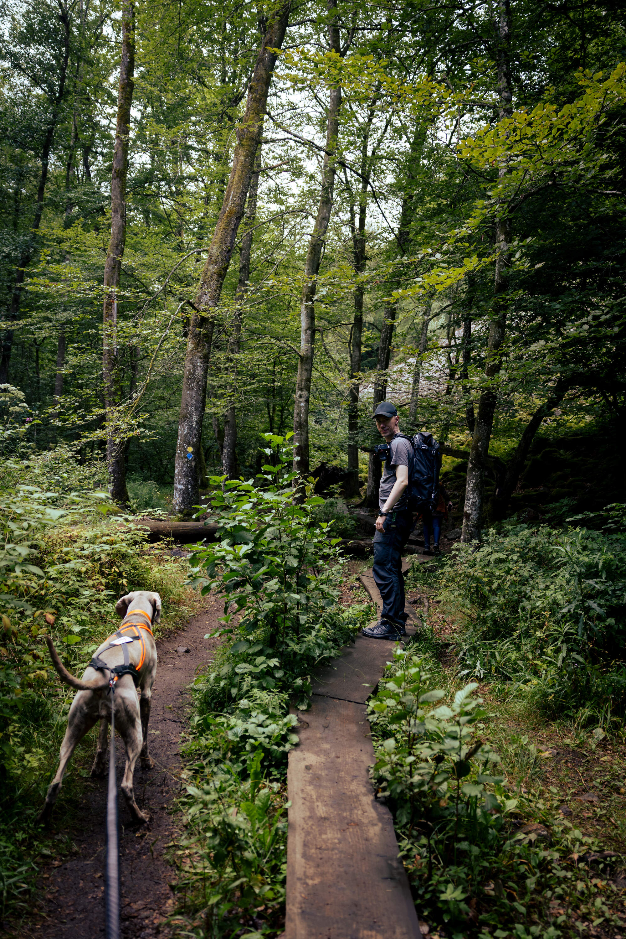 hiking-fantasy-forest-soederaasen-national-park-sweden