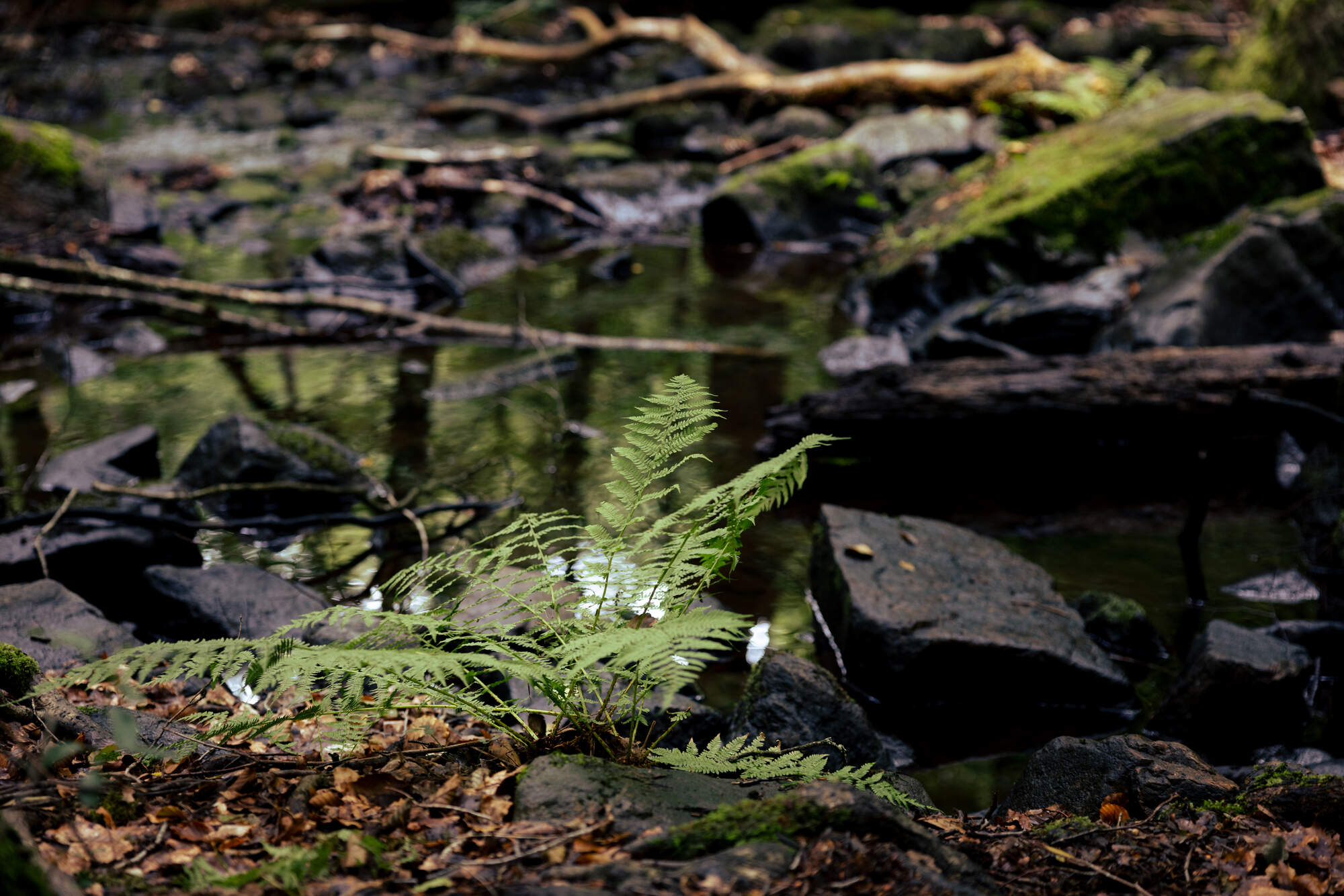 hiking-fantasy-forest-soederaasen-national-park-sweden