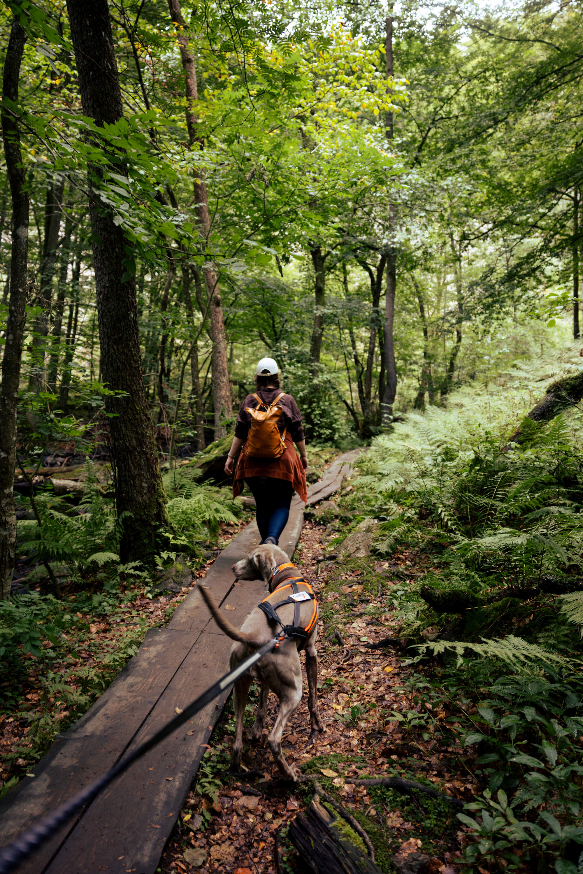 hiking-fantasy-forest-soederaasen-national-park-sweden