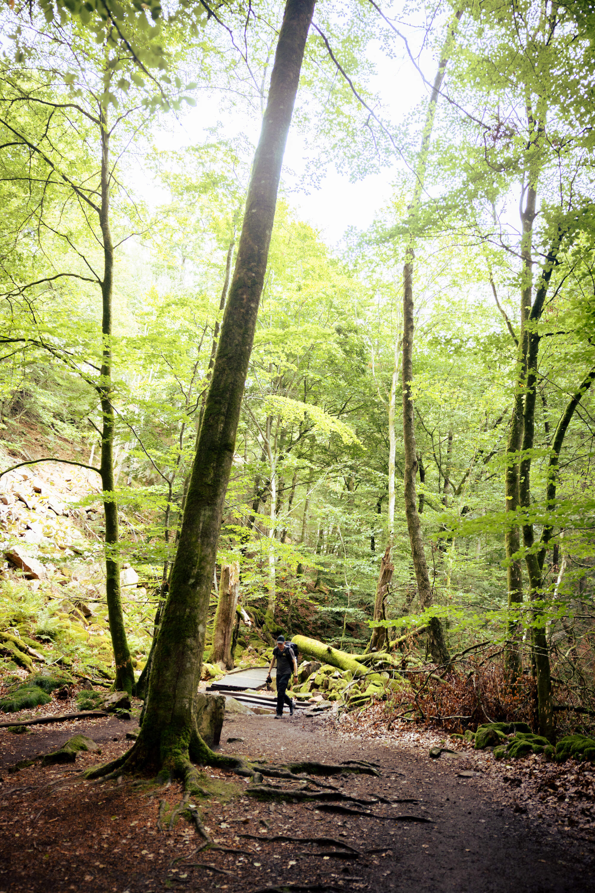hiking-fantasy-forest-soederaasen-national-park-sweden