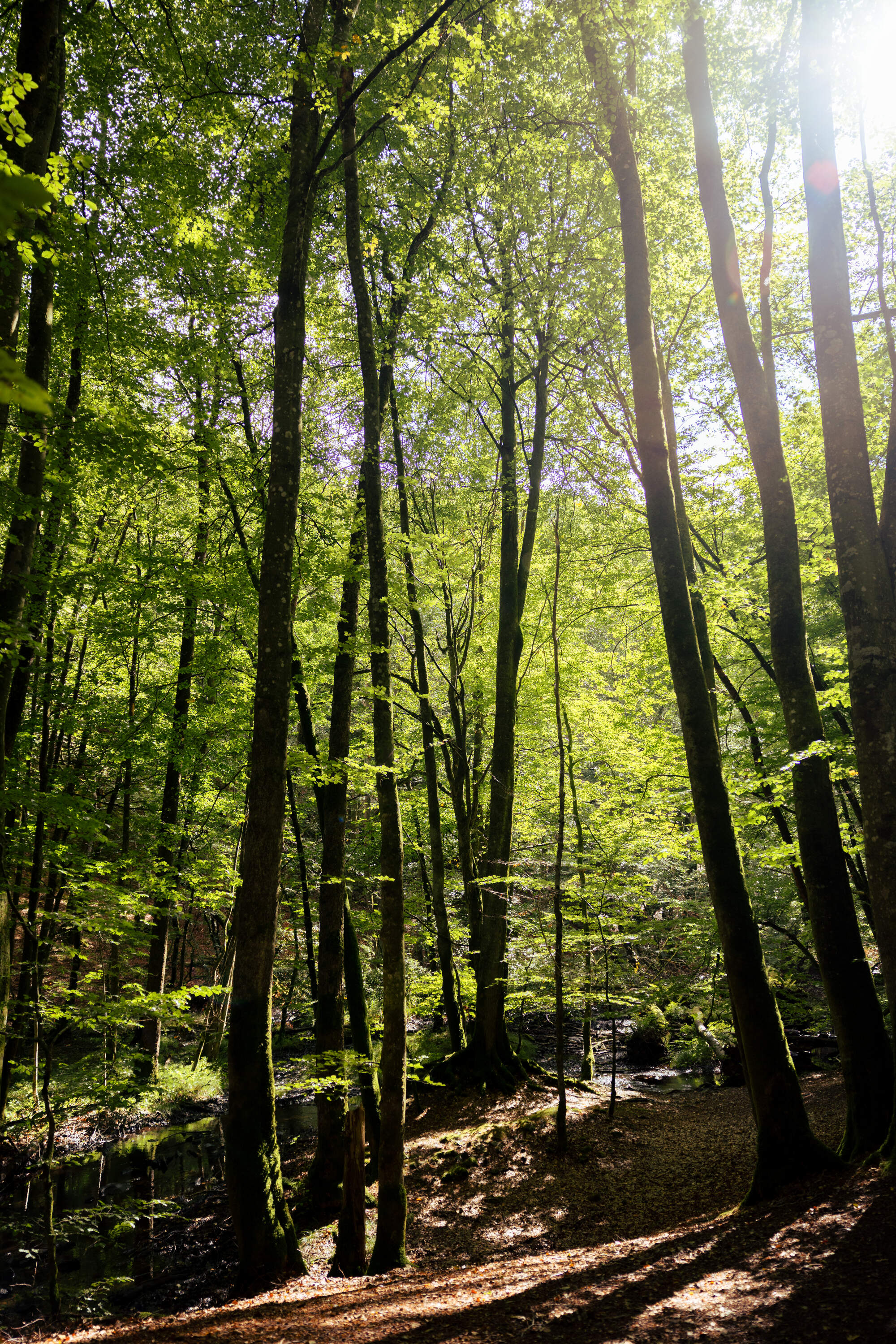 hiking-fantasy-forest-soederaasen-national-park-sweden