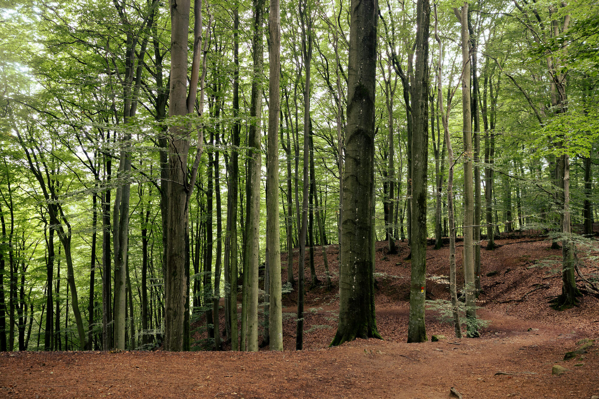 hiking-fantasy-forest-soederaasen-national-park-sweden