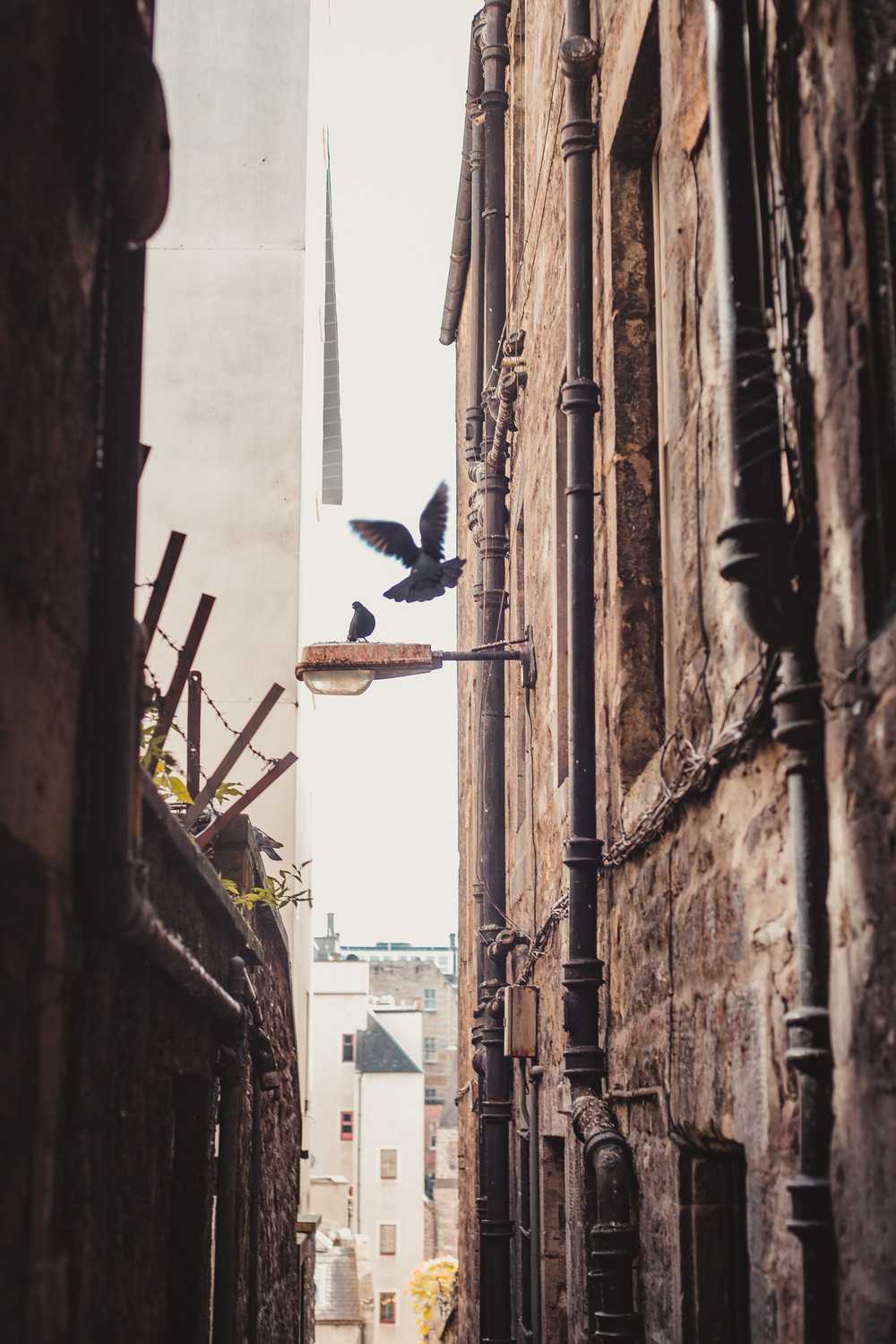 edinburgh-close-pidgeon