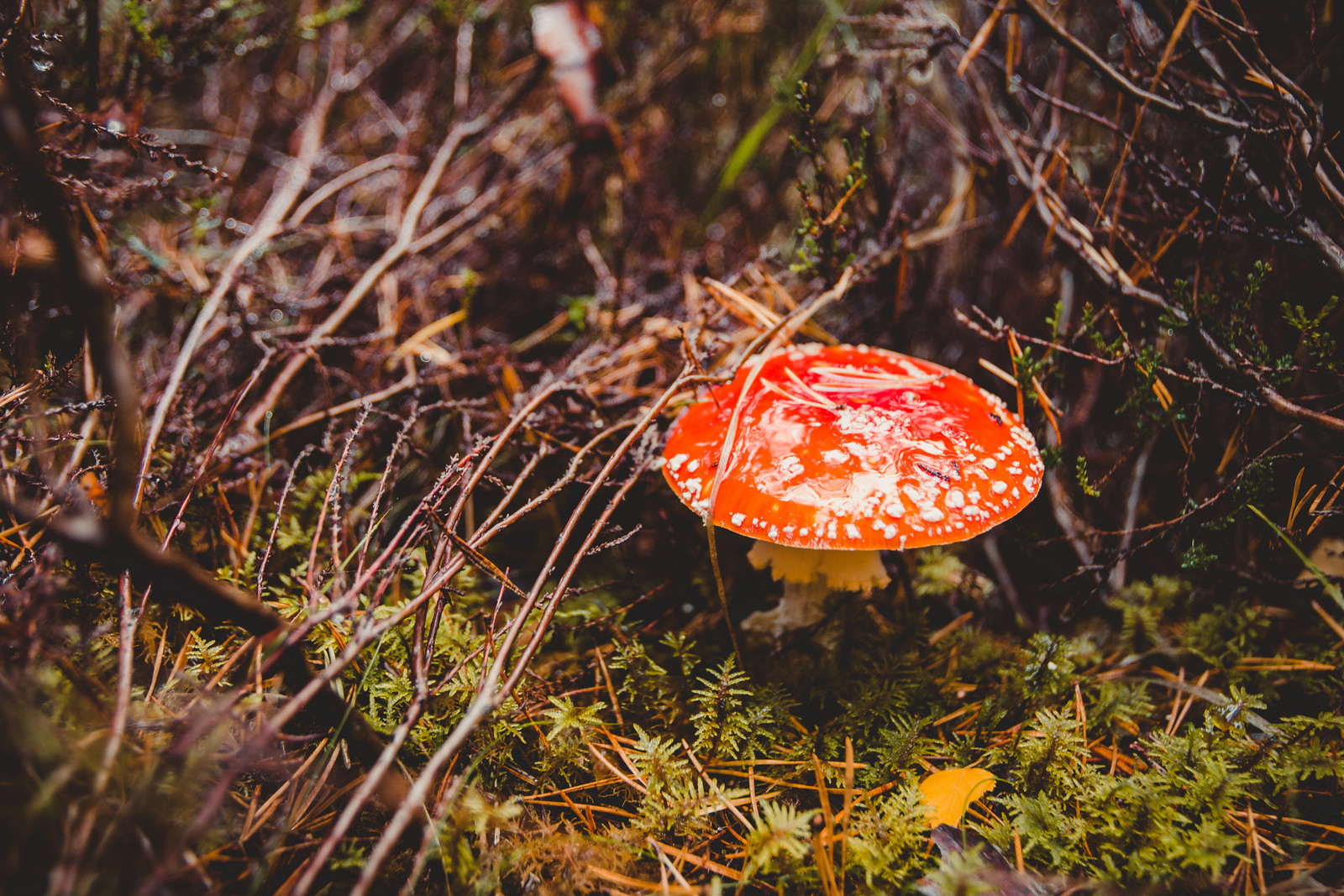 amanita-muscaria--fly-agaric-fly-amanita